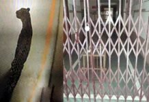 श्रीनगर मेडिकल कॉलेज में घुसा तेंदुआ दूसरे दिन भी नहीं निकला बाहर, छात्रों में दहशत leopard-inside-medical-college srinagar