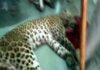 आखिरकार मारा गया 3 दिन से श्रीनगर मेडिकल कॉलेज में घुसा हुआ तेंदुआ leopard-killed-in-srinagar
