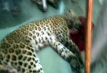 आखिरकार मारा गया 3 दिन से श्रीनगर मेडिकल कॉलेज में घुसा हुआ तेंदुआ leopard-killed-in-srinagar