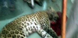 आखिरकार मारा गया 3 दिन से श्रीनगर मेडिकल कॉलेज में घुसा हुआ तेंदुआ leopard-killed-in-srinagar