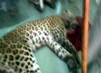 आखिरकार मारा गया 3 दिन से श्रीनगर मेडिकल कॉलेज में घुसा हुआ तेंदुआ leopard-killed-in-srinagar