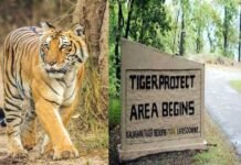 कार्बेट नेशनल पार्क: गश्त के दौरान वनकर्मी को बाघ ने बनाया निवाला tiger-reserve-park