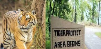 कार्बेट नेशनल पार्क: गश्त के दौरान वनकर्मी को बाघ ने बनाया निवाला tiger-reserve-park