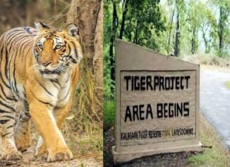 कार्बेट नेशनल पार्क: गश्त के दौरान वनकर्मी को बाघ ने बनाया निवाला tiger-reserve-park