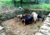 जंगली मशरूम खोजने के चक्कर मे, 10 मवेशियों को मिला जीवनदान cow-in-forest