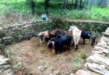 जंगली मशरूम खोजने के चक्कर मे, 10 मवेशियों को मिला जीवनदान cow-in-forest