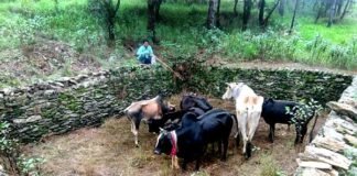 जंगली मशरूम खोजने के चक्कर मे, 10 मवेशियों को मिला जीवनदान cow-in-forest