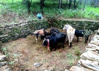 जंगली मशरूम खोजने के चक्कर मे, 10 मवेशियों को मिला जीवनदान cow-in-forest