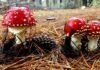 उत्तराखंड: जंगली मशरूम खाने से एक बच्चे की मौत, चार लोग बीमार mushroom