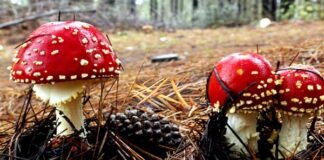 उत्तराखंड: जंगली मशरूम खाने से एक बच्चे की मौत, चार लोग बीमार mushroom