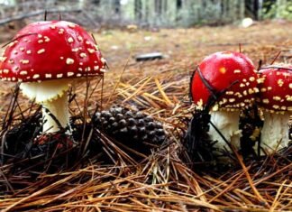 उत्तराखंड: जंगली मशरूम खाने से एक बच्चे की मौत, चार लोग बीमार mushroom