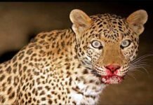 देहरादून : घर से बाहर शौच के लिए गए 10 साल के बच्चे को गुलदार ने बनाया निवाला LEOPARD-killed-beby