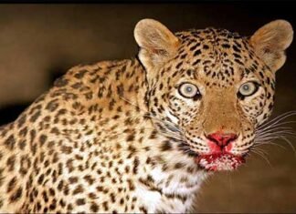 पौड़ी गढ़वाल: घास लेने गई महिला पर गुलदार ने किया हमला LEOPARD-killed-beby