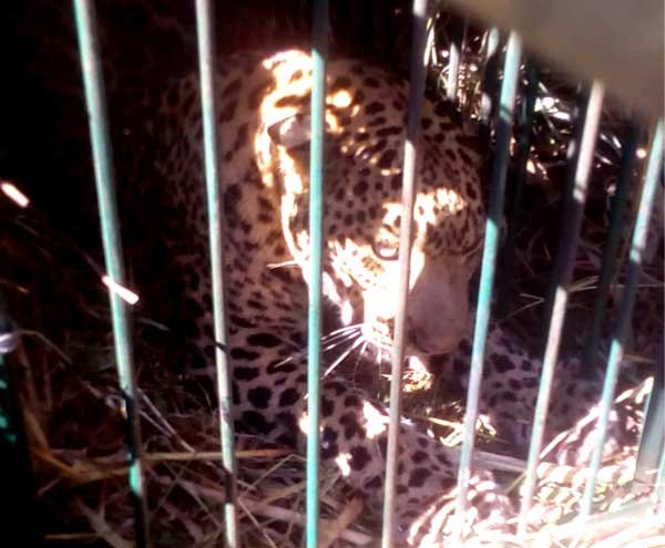 Leopard-captive-in-cage-in- The man-eater leopard imprisoned in a cage-in-pauri