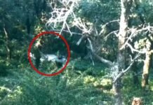 पौड़ी गढ़वाल: हरिद्वार से पौड़ी जा रही कार खाई में गिरी car-accident-in-pauri