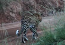श्रीनगर-खंडाह में तेंदुए की दहशत बरकरार, पौड़ी रोड़ पर वाहनों के पीछे दौड़ा तेंदुआ guldar