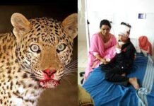 पौड़ी गढ़वाल: आदमखोर तेंदुए के हमले से 4 साल का भाई व 11साल की बहन बुरी तरह घायल leopard-attack