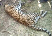 उत्तराखंड: आदमखोर तेंदुए को मार गिराया leopard-killed-by-hunter-in uttarakhand