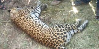 श्रीनगर में एसएसबी के समीप सड़क पर मृत पड़ा मिला गुलदार leopard-killed-by-hunter-in uttarakhand