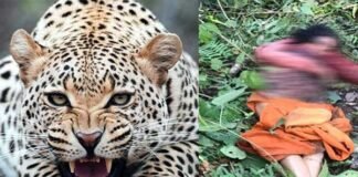 पौड़ी गढ़वाल: घास लेने गई महिला को तेंदुए ने बनाया निवाला leopard-killed-woman