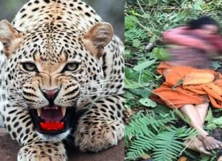 पौड़ी गढ़वाल: घास लेने गई महिला को तेंदुए ने बनाया निवाला leopard-killed-woman