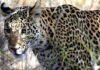 leopard killed minor girl