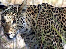 पौड़ी गढ़वाल: गुलदार ने महिला पर किया हमला, क्षेत्र में दहशत leopard killed minor girl