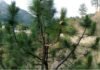 उत्तराखंड : पिरूल से विद्युत उत्पादन एवं ब्रिकेट बनाये जाने हेतु प्राप्त प्रस्तावों को मंजूरी pine-tree
