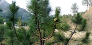 उत्तराखंड : पिरूल से विद्युत उत्पादन एवं ब्रिकेट बनाये जाने हेतु प्राप्त प्रस्तावों को मंजूरी pine-tree