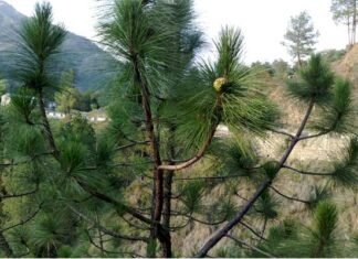 उत्तराखंड : पिरूल से विद्युत उत्पादन एवं ब्रिकेट बनाये जाने हेतु प्राप्त प्रस्तावों को मंजूरी pine-tree