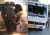 उत्तराखंडः जंगली हाथी का यात्रियों पर हमला, शिक्षक को पटक-पटक कर मार डाला elephant-killed-teacher-in-uttarakhand
