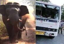 उत्तराखंडः जंगली हाथी का यात्रियों पर हमला, शिक्षक को पटक-पटक कर मार डाला elephant-killed-teacher-in-uttarakhand