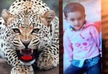 उत्तराखंड: आंगन में खेल रहे 5 साल के बच्चे को उठा ले गया तेंदुआ leopard-killes-5-year-old-boy