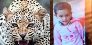 उत्तराखंड: आंगन में खेल रहे 5 साल के बच्चे को उठा ले गया तेंदुआ leopard-killes-5-year-old-boy