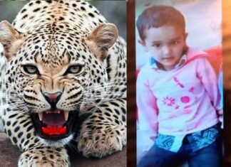 उत्तराखंड: आंगन में खेल रहे 5 साल के बच्चे को उठा ले गया तेंदुआ leopard-killes-5-year-old-boy