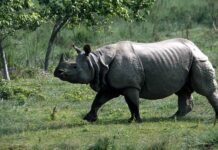 अब गैंडा बनेगा जिम कार्बेट पार्क की नई पहचान rhinoceros-jim-corbett-park