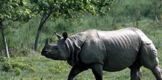 अब गैंडा बनेगा जिम कार्बेट पार्क की नई पहचान rhinoceros-jim-corbett-park