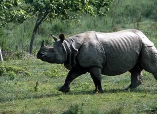 अब गैंडा बनेगा जिम कार्बेट पार्क की नई पहचान rhinoceros-jim-corbett-park