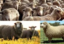 उत्तराखंड ने आयात की 240 आस्ट्रेलियन मेरिनों भेड़, जानिए खासियत और फायदे Australian Merino sheep