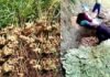 उत्तराखंड: राज्य बनने के 19 वर्ष बाद भी अदरक उत्पादकों को मांग के अनुसार समय पर नहीं मिल पा रहा है अदरक का शुद्ध बीज, डॉ. राजेंद्र कुकसाल Ginger