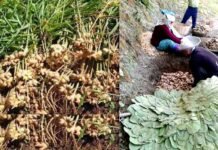 पहाड़ों में अदरक की खेती पर विशेष: लाभकारी उपज हेतु कृषक स्वयंम करे अदरक बीज उत्पादन Ginger