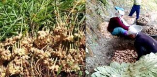 पहाड़ों में अदरक की खेती पर विशेष: लाभकारी उपज हेतु कृषक स्वयंम करे अदरक बीज उत्पादन Ginger