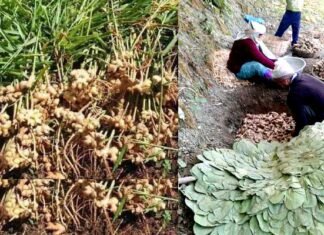 उत्तराखंड: राज्य बनने के 19 वर्ष बाद भी अदरक उत्पादकों को मांग के अनुसार समय पर नहीं मिल पा रहा है अदरक का शुद्ध बीज, डॉ. राजेंद्र कुकसाल Ginger