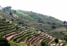 शीतकाल में सेब, नाशपाती, आड़ू, प्लम, खुबानी, अखरोट आदि फल पौध रोपण पर विशेष: डा० राजेंद्र कुकसाल शीतकाल fruit-plantation