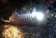 पौड़ी गढ़वाल: 8 वर्षीय मासूम को निवाला बनाने वाला गुलदार आख़िरकार मारा गया leopard killed