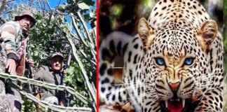 उत्तराखंडः घास लेने जंगल गई महिला को तेंदुए बनाया निवाला, लोगों में दहशत leopard-kills-woman