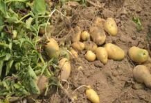 उत्तराखंड के पहाड़ी क्षेत्रों में आलू का घटता उत्पादन : डॉ० राजेन्द्र कुकसाल potato-production