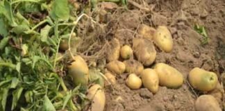 उत्तराखंड के पहाड़ी क्षेत्रों में आलू का घटता उत्पादन : डॉ० राजेन्द्र कुकसाल potato-production