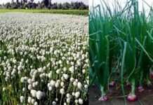 उत्तराखंड के पहाड़ी क्षेत्रों में प्याज बीज उत्पादन की उन्नत तकनीक पर विशेष : डॉ. राजेन्द्र कुकसाल pyaj-ki-kheti