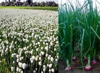 उत्तराखंड के पहाड़ी क्षेत्रों में प्याज बीज उत्पादन की उन्नत तकनीक पर विशेष : डॉ. राजेन्द्र कुकसाल pyaj-ki-kheti